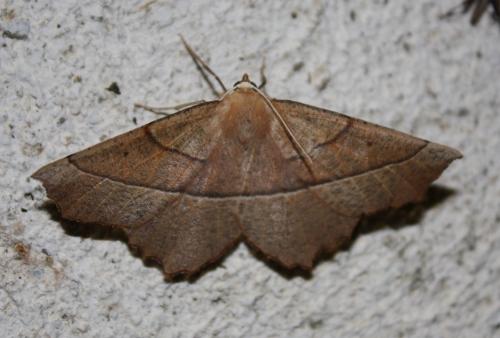 Campaea honoraria